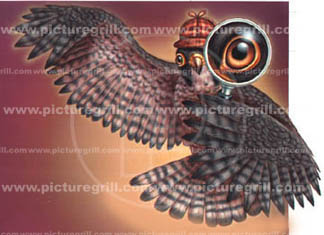 illustrations of a falcon art