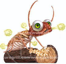 insects and termite illustration
