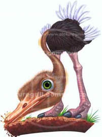 illustrator of ostrich illustration